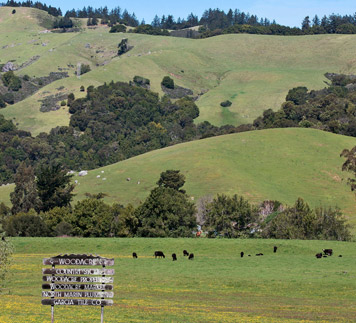 Pastoral and bucolic rolling green hills of San Geronimo Valley with cows grazing.